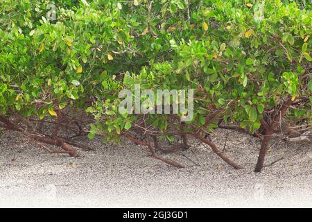 Mangrove rouge (Rhizophora mangle) poussant dans le sable de plage sur la côte de l'île Isabela dans les Galapagos Banque D'Images