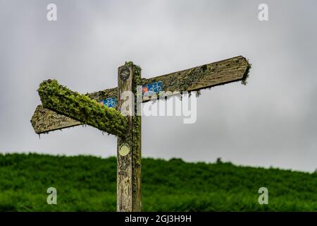 Panneau en bois recouvert de lichen et de mousse Banque D'Images