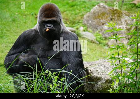 gorille de dos argenté assis et en grignoter sur les carottes au zoo Banque D'Images