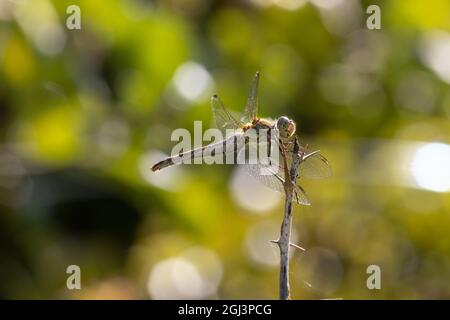 Macro d'un dragon-mouche assis avec les ailes écartez grand ouvert sur une petite branche. Vue latérale. Arrière-plan flou Banque D'Images