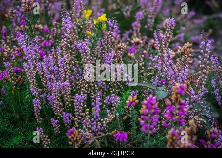 New Forest Ling (Calluna vulgaris) et Bell Heather (Erica cinerea) et Gorse jaune (Ulex europaeus) plantes sur la lande/les héathes de la Nouvelle forêt, Royaume-Uni Banque D'Images