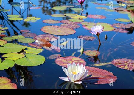 Water Lily Mission San Juan Capistrano Californie Banque D'Images