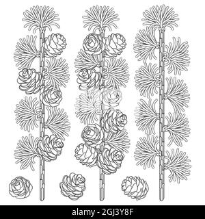 Ensemble d'images en noir et blanc de branches et de cônes de mélèze. Objets vectoriels isolés sur fond blanc. Illustration de Vecteur
