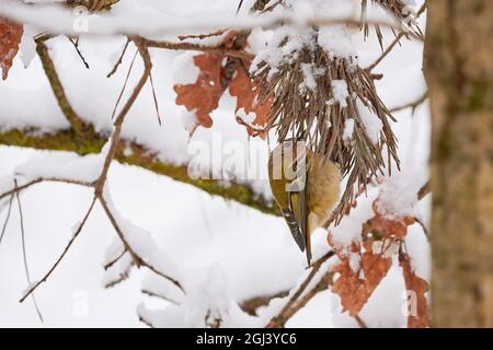 Goldcrest assis sur une branche recouverte de neige (Regulus regulus) Banque D'Images