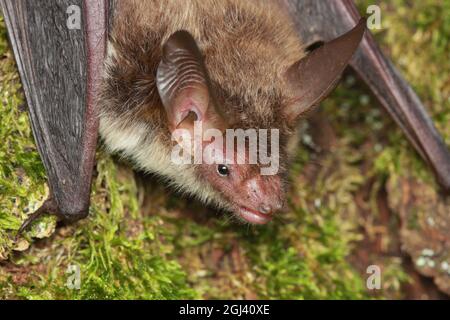 Portrait de la chauve-souris de Bechstein (Myotis bechsteinii) dans l'habitat naturel Banque D'Images