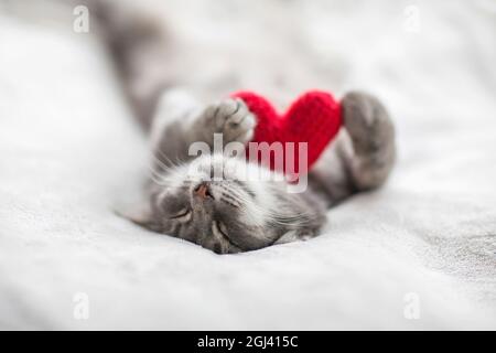 le chaton repose sur des lits blancs sous une couverture dans une étreinte avec un coeur tricoté rouge Banque D'Images