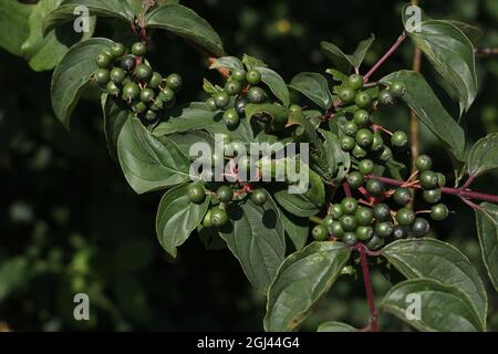 Gros plan de baies vertes de Buckthorn non mûres qui poussent sur des arbustes Banque D'Images