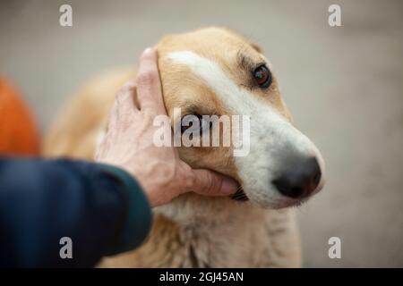 L'homme s'occupe de la tête du chien. Le gars caresse le visage d'un chien sans abri avec sa main. Portrait d'été des animaux dans la rue. Yeux rainurés d'un Banque D'Images