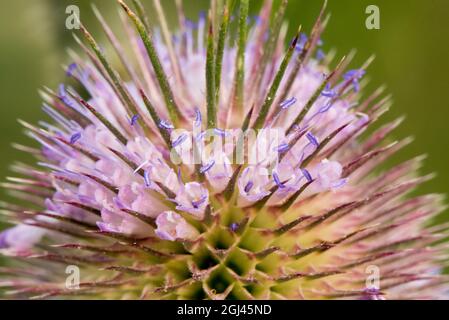 Fleurs d'été les chevalets montrent leur bande de fleur violet clair et de pollen violet sur l'anthère. Banque D'Images