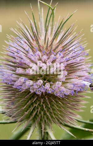 Fleurs d'été les chevalets montrent leur bande de fleur violet clair et de pollen violet sur l'anthère. Banque D'Images