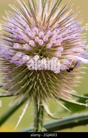 Fleurs d'été les chevalets montrent leur bande de fleur violet clair et de pollen violet sur l'anthère. Banque D'Images