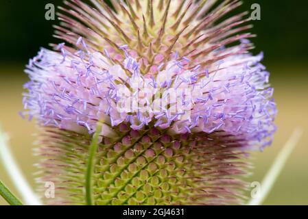 Fleurs d'été les chevalets montrent leur bande de fleur violet clair et de pollen violet sur l'anthère. Banque D'Images