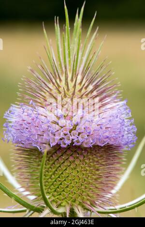 Fleurs d'été les chevalets montrent leur bande de fleur violet clair et de pollen violet sur l'anthère. Banque D'Images