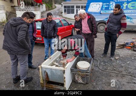 Les pêcheurs du village de Samlar vendent les poissons qu'ils ont pêchés dans le barrage de Sazlibosna à Istanbul, en Turquie, le 28 janvier 2018. Banque D'Images