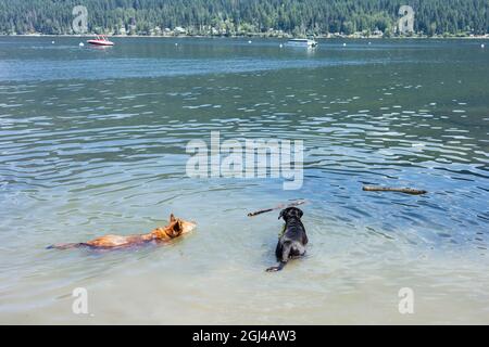 Deux grands chiens qui suivent des bâtons dans l'eau, Shuswap Lake BC Canada. Banque D'Images
