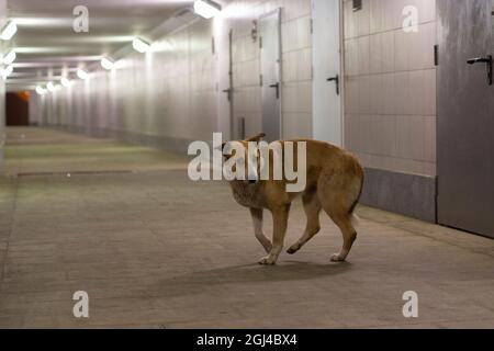 Chien sans abri dans le tunnel. Le chien vit dans la rue. L'animal est à la recherche d'un maître. Chien sans abri la nuit dans une traversée piétonne. Banque D'Images