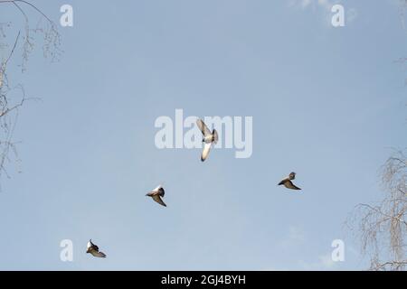 Pigeons dans le ciel. Quatre oiseaux volent. Vue sur les oiseaux de la ville qui survolent. Banque D'Images