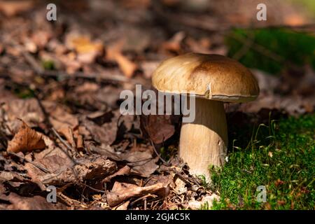 les champignons porcino comestibles poussent parmi la mousse et les feuilles mortes Banque D'Images