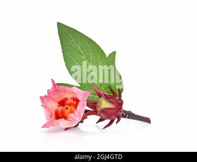 Hibiscus roselle sur fond blanc Banque D'Images