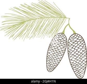 Branche d'arbre de sapin isolé avec Cones Illustration de Vecteur