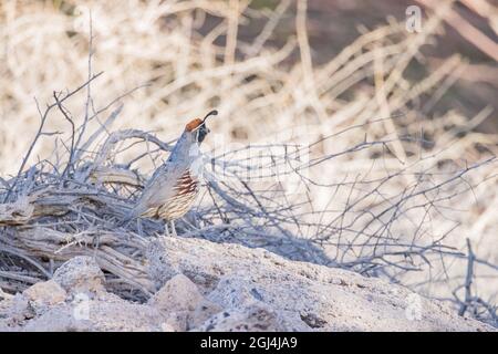 Gros plan de l'adorable oiseau Quail au Nevada Banque D'Images