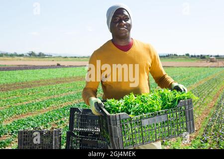 Travailleur afro-américain récoltant de la mizuna verte dans le jardin Banque D'Images