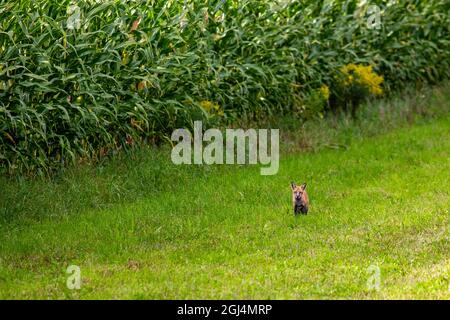 Renard roux (Vulpes vulpes) à côté d'un champ de maïs du Wisconsin en septembre, horizontal Banque D'Images