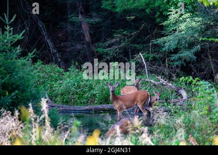 Le cerf de Virginie (odocoileus virginianus) se nourrissant dans un ruisseau du Wisconsin, à l'horizontale Banque D'Images