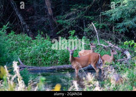 Le cerf de Virginie (odocoileus virginianus) se nourrissant dans un ruisseau du Wisconsin, à l'horizontale Banque D'Images