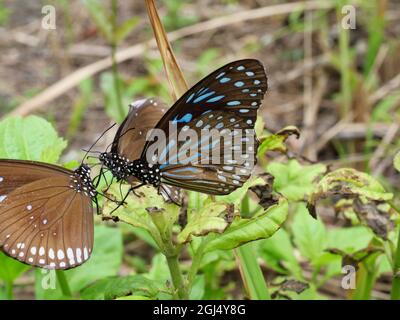 Le long-marque Blue Crow avec le papillon de tigre bleu de Pale sur la feuille verte de plante d'arbre, beaucoup de taches blanches avec brun avec bleu et rayé noir Banque D'Images