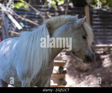 gros plan portrait d'un mini-cheval blanc dans une écurie. Vue sur la rue, photo de voyage, mise au point sélective. Banque D'Images