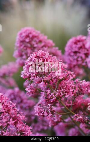 Centranthus ruber fleurs. Banque D'Images