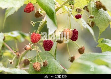 Framboises sur la brousse. Mûrissement des fruits rouges. Des aliments sains, frais et naturels. Automne dans le jardin. Banque D'Images