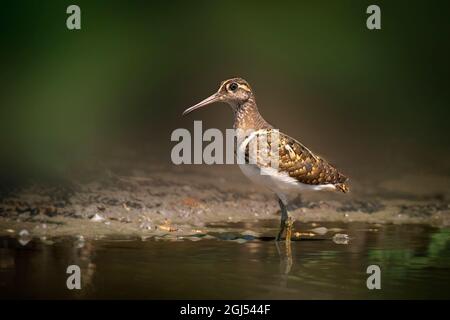 Image d'un grand oiseau de bécassine peint (Rostratula benghalensis) à la recherche de nourriture dans le marais sur fond de nature. Oiseau. Animaux. Banque D'Images