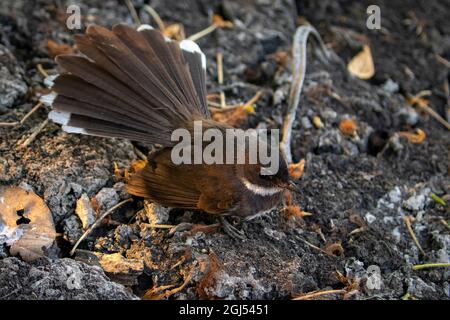 Image de Sunda pied Fantail ou Malaysian Pied Fantail (Rhipidura javanica) sur le terrain sur fond de nature. Oiseau. Animaux. Banque D'Images