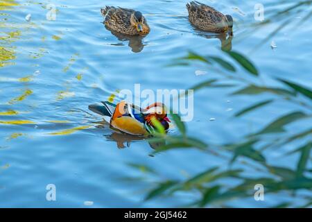 Un magnifique canard de mandarine multicolore naque dans un étang à côté d'autres races de canards sibériens Banque D'Images