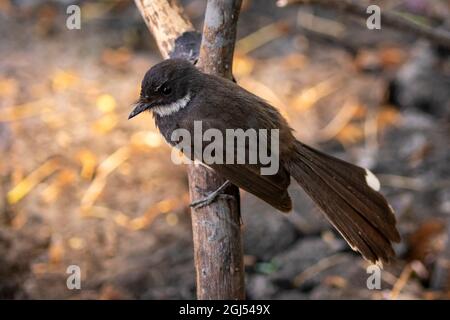 Image de Sunda pied Fantail ou Malaysian pied Fantail (Rhipidura javanica) sur branche sur fond de nature. Oiseau. Animaux. Banque D'Images