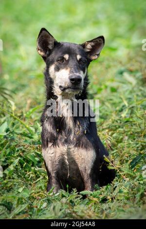 Image d'un chien noir assis sur l'herbe. Animaux de compagnie. Animal. Banque D'Images