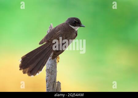 Image de Sunda pied Fantail ou Malaysian pied Fantail (Rhipidura javanica) sur branche sur fond de nature. Oiseau. Animaux. Banque D'Images