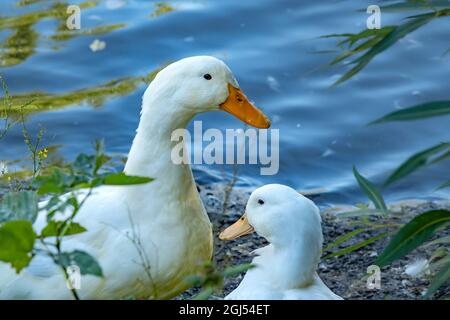 en gros plan, deux canards blancs sont debout sur le rivage près d'un étang avec de l'herbe verte Banque D'Images