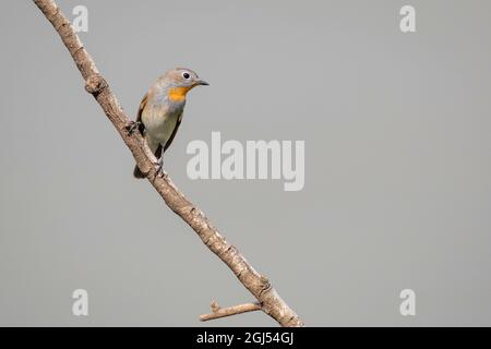 Image d'oiseau de Moucherolle de la taïga ou de Moucherolle à gorge rouge (Ficedula albicilla) sur une branche d'arbre sur fond de nature. Oiseaux. Animal. Banque D'Images