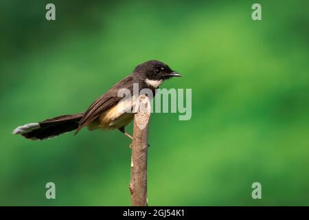 Image de Sunda pied Fantail ou Malaysian pied Fantail (Rhipidura javanica) sur branche sur fond de nature. Oiseau. Animaux. Banque D'Images