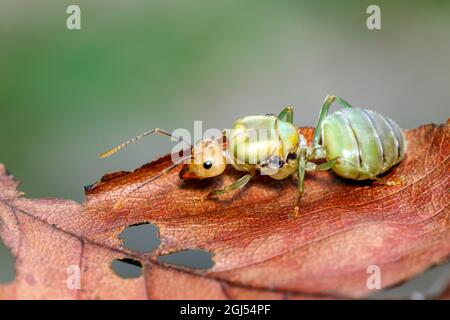 Image de la reine des fourmis sur la feuille brune. Tisseur fourmis queen. Insecte. Animal Banque D'Images