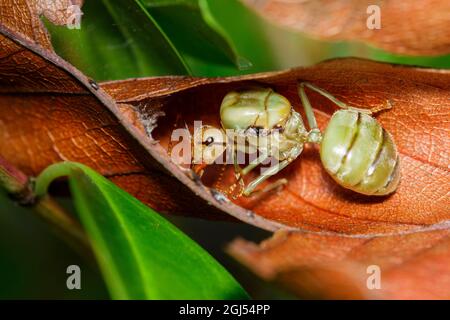 Image de la reine des fourmis sur la feuille brune. Tisseur fourmis queen. Insecte. Animal Banque D'Images