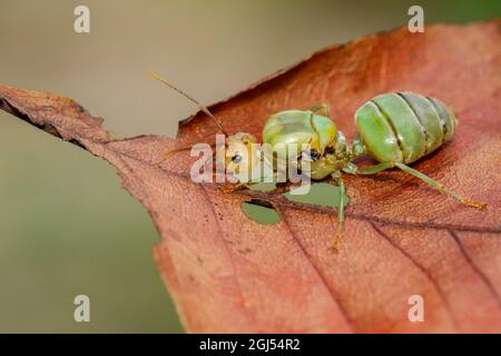 Image de la reine des fourmis sur la feuille brune. Tisseur fourmis queen. Insecte. Animal Banque D'Images