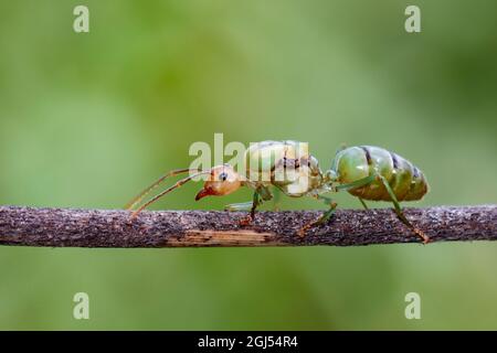 Image de la reine des fourmis sur des branches sèches. Tisserand queen. Insecte. Animal Banque D'Images