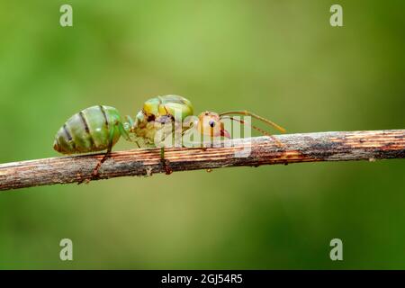 Image de la reine des fourmis sur des branches sèches. Tisserand queen. Insecte. Animal Banque D'Images