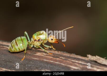 Image de la reine des fourmis sur l'arbre. Tisserand queen. Insecte. Animal Banque D'Images