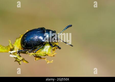 Image du coléoptère bleu sur les branches sur un fond naturel. Insecte. Animal. Banque D'Images