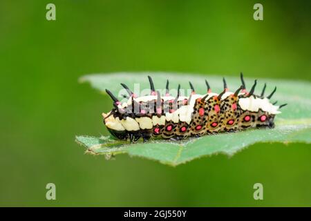 Image des chenilles de mime commune sur des feuilles vertes sur un fond naturel. Insecte. Animal. Banque D'Images